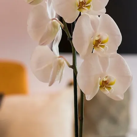 Rosa Do Bairro Alto Apartment Lisbon